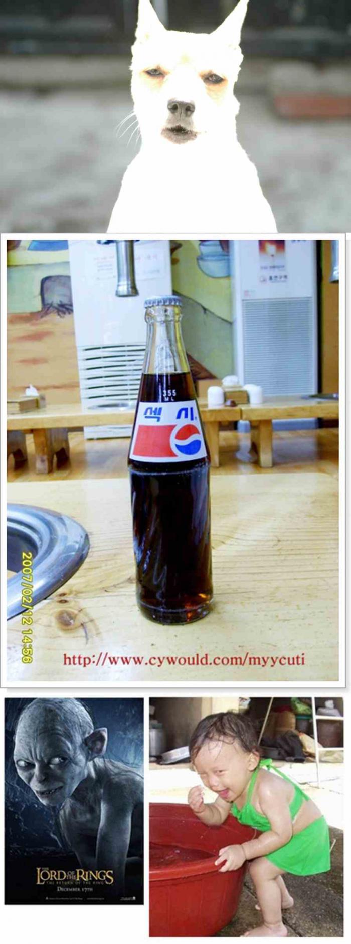 웃긴 사진 모음