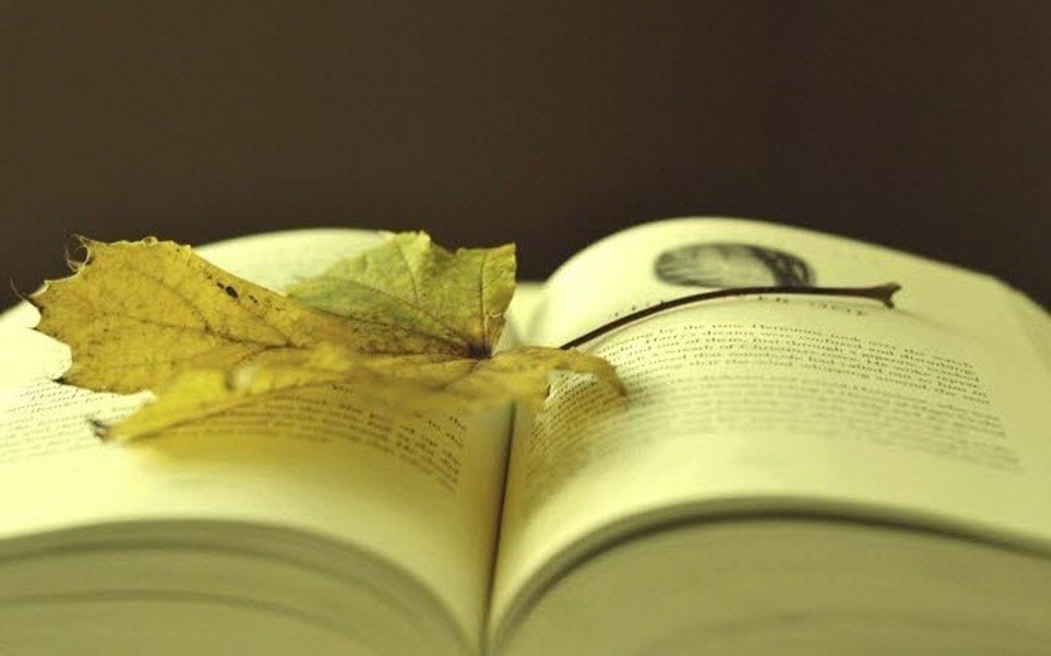 탐관오리가 상태창을 숨김 1-315 完