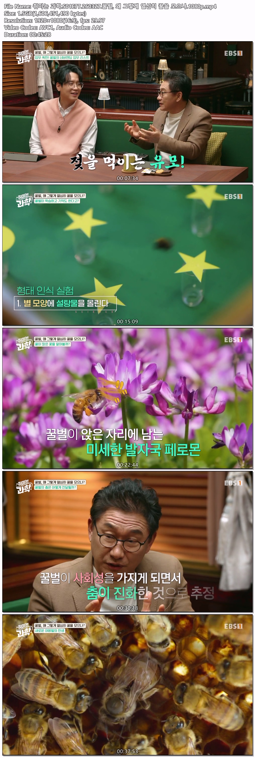 취미는 과학.S01E77.260327.꿀벌, 왜 그렇게 열심히 꿀을 모으나.1080p