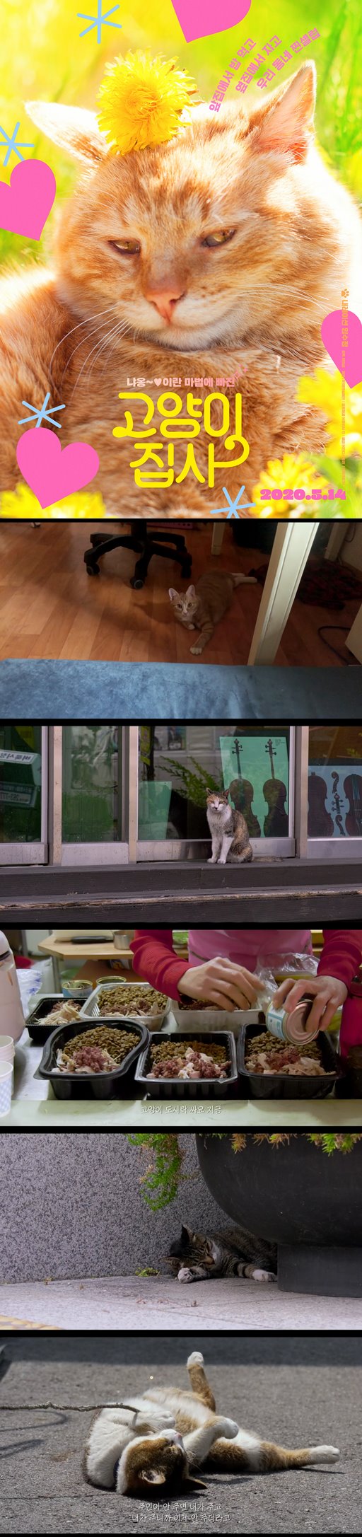 [고양이집사]임수정 앞집에서 밥 먹고 옆집에서 자고 우리 동네 찐셀럽