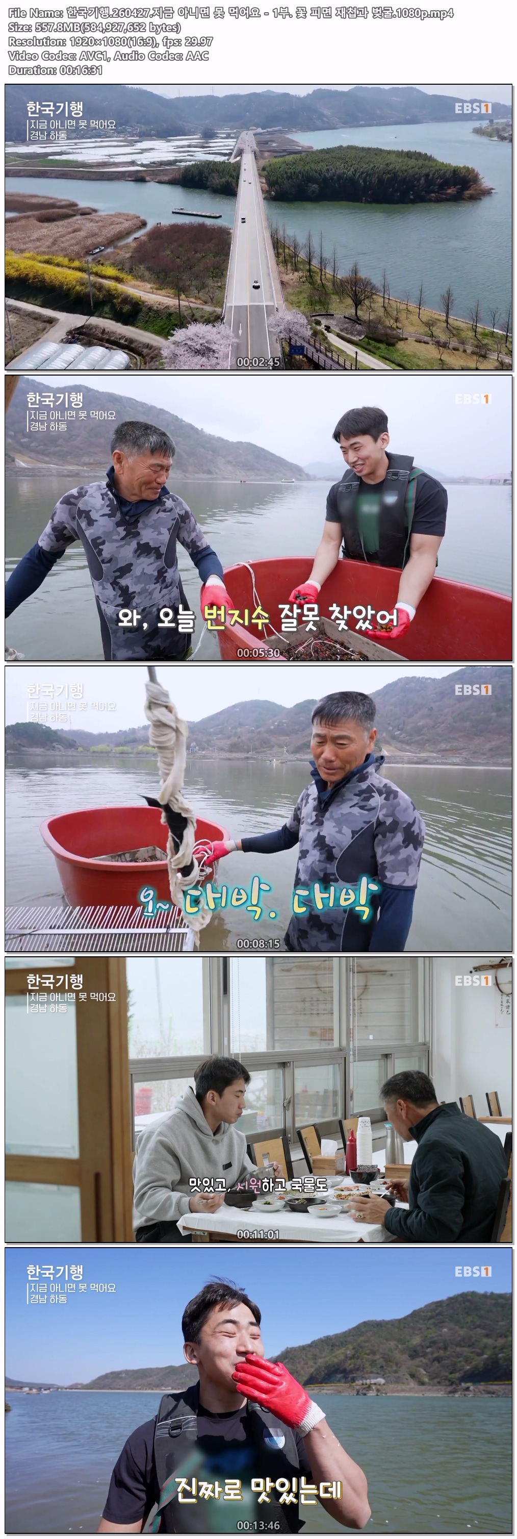 한국기행.260427.지금 아니면 못 먹어요 - 1부. 꽃 피면 재첩과 벚굴.1080p