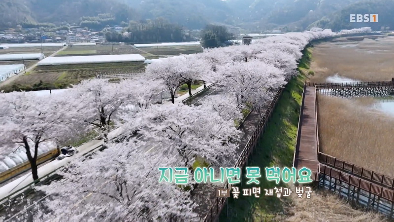 한국여행 20260427 지금 아니면 못 먹어요 5부작