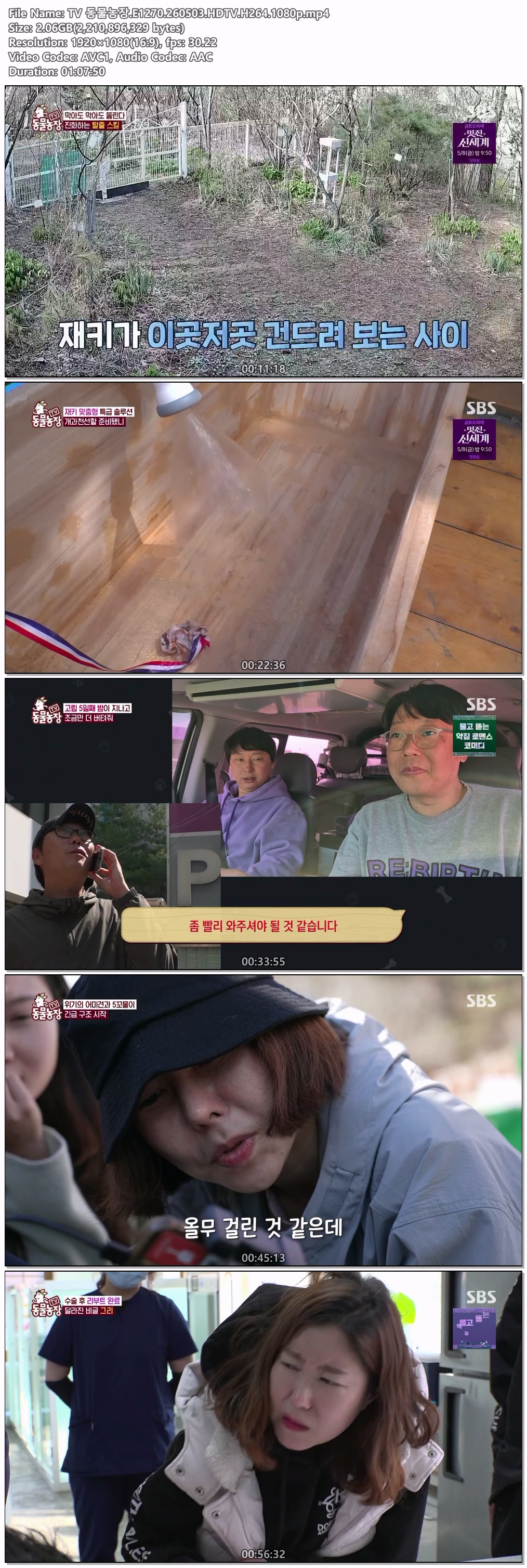 TV 동물농장.E1270.260503.HDTV.H264.1080p