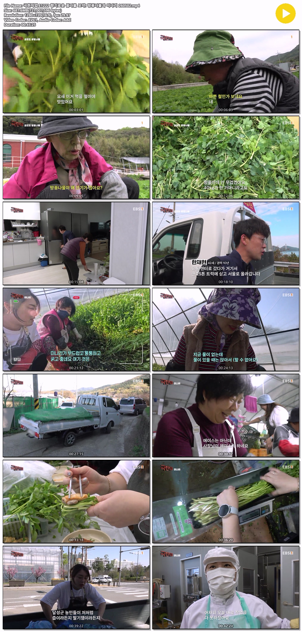 극한직업.E1222 향기로운 봄나물 보약! 방풍..