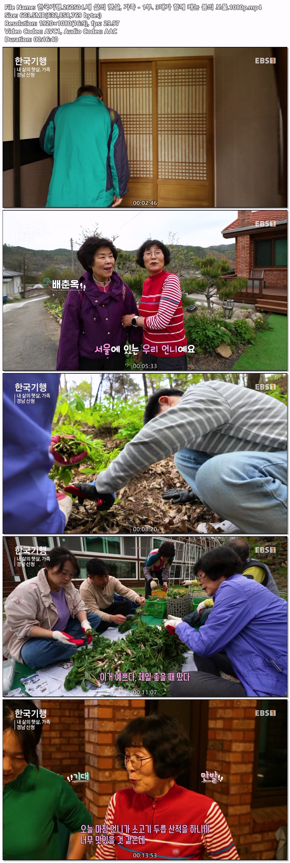 한국기행.260504.내 삶의 햇살, 가족 - 1부. 3대가 함께 캐는 봄의 보물.1080p