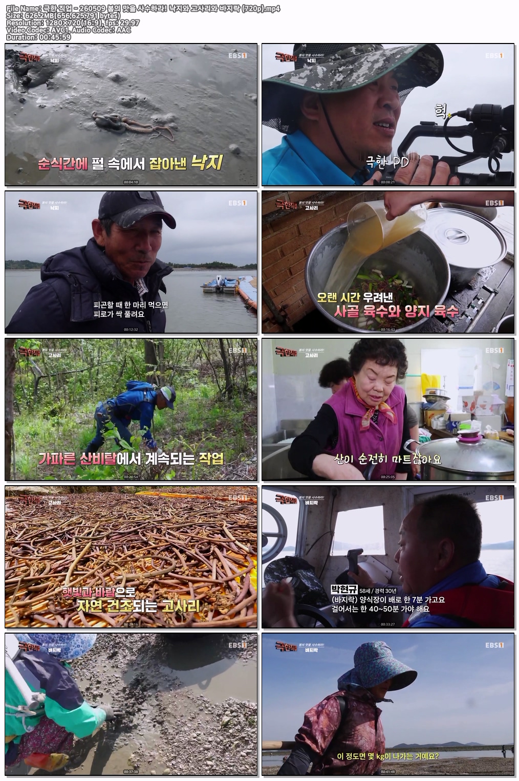 극한 직업 - 260509 봄의 맛을 사수하라! 낙지와 고사리와 바지락 (720p)