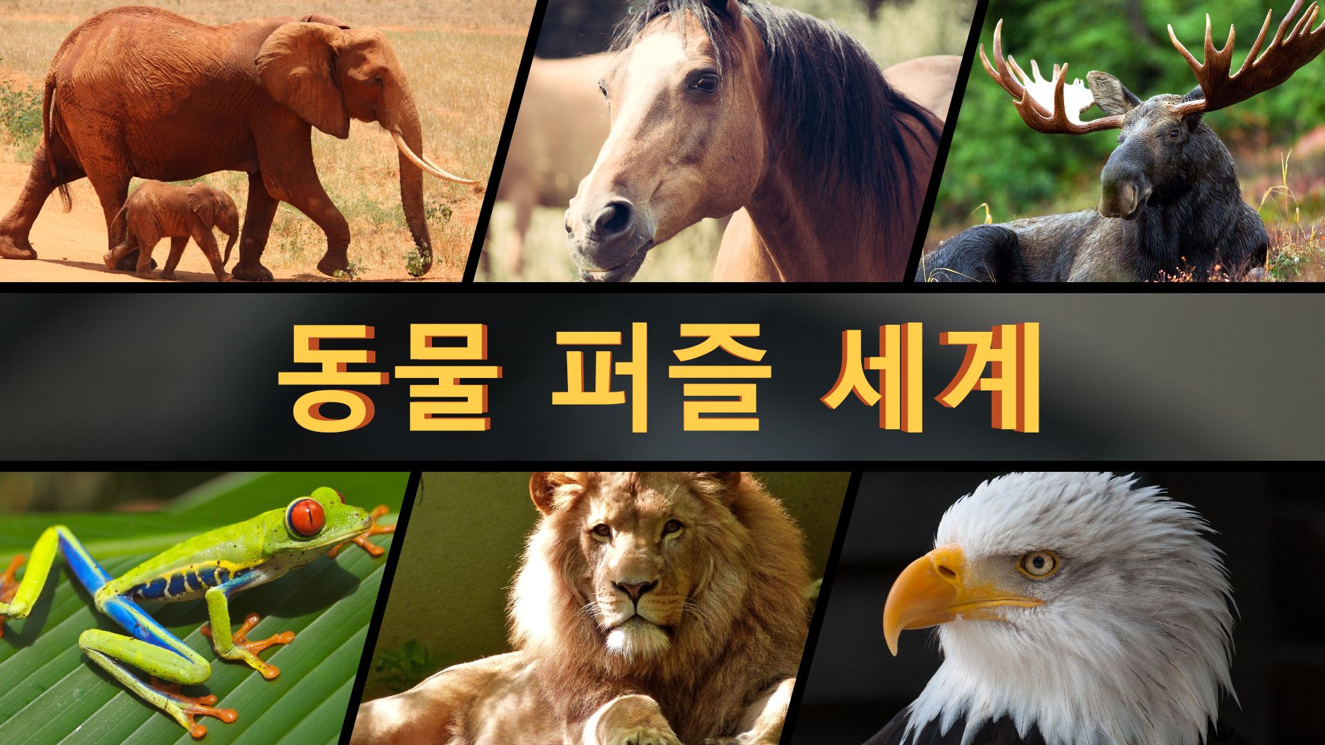 [NSW] 동물 퍼즐 세계 (Animal Puzzle World)