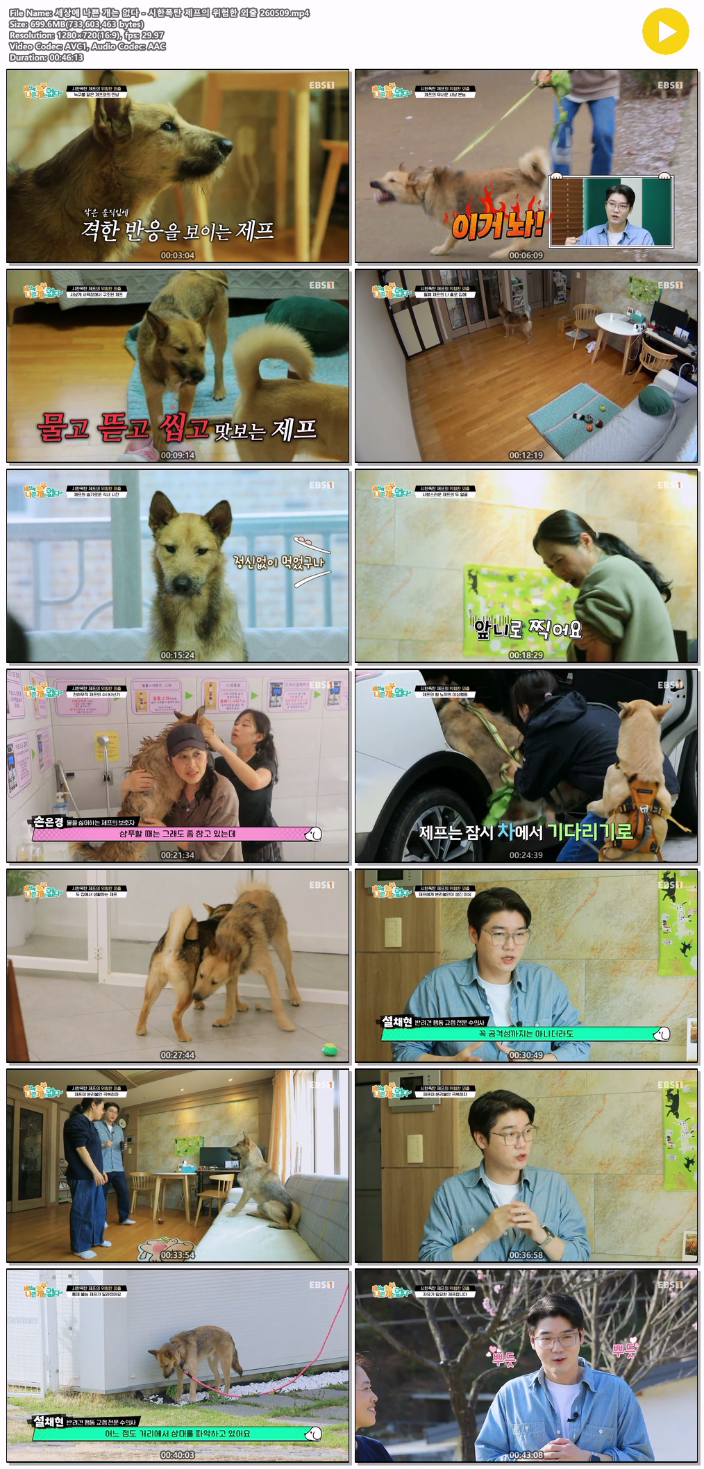 세상에 나쁜 개는 없다 - 시한폭탄 제프의 위험..