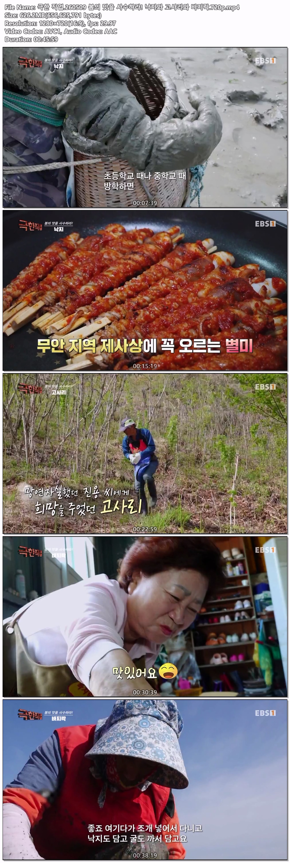 극한 직업.260509 봄의 맛을 사수하라! 낙지와 고사리와 바지락.720p