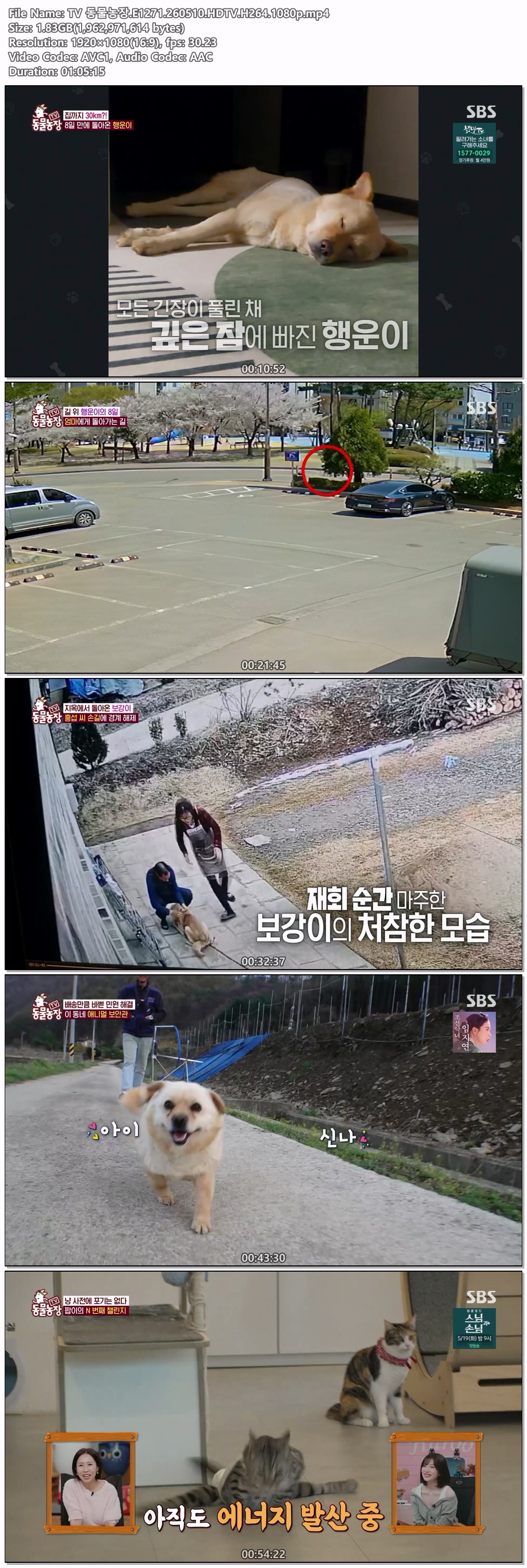 TV 동물농장.E1271.260510.HDTV.H264.1080p