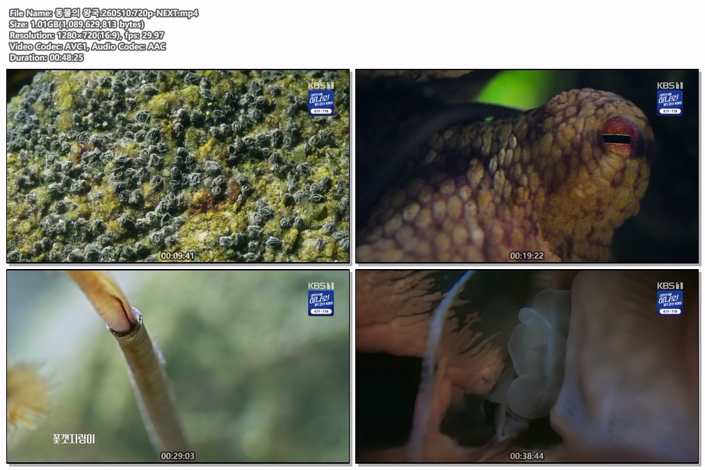 동물의 왕국.260510.720p-NEXT