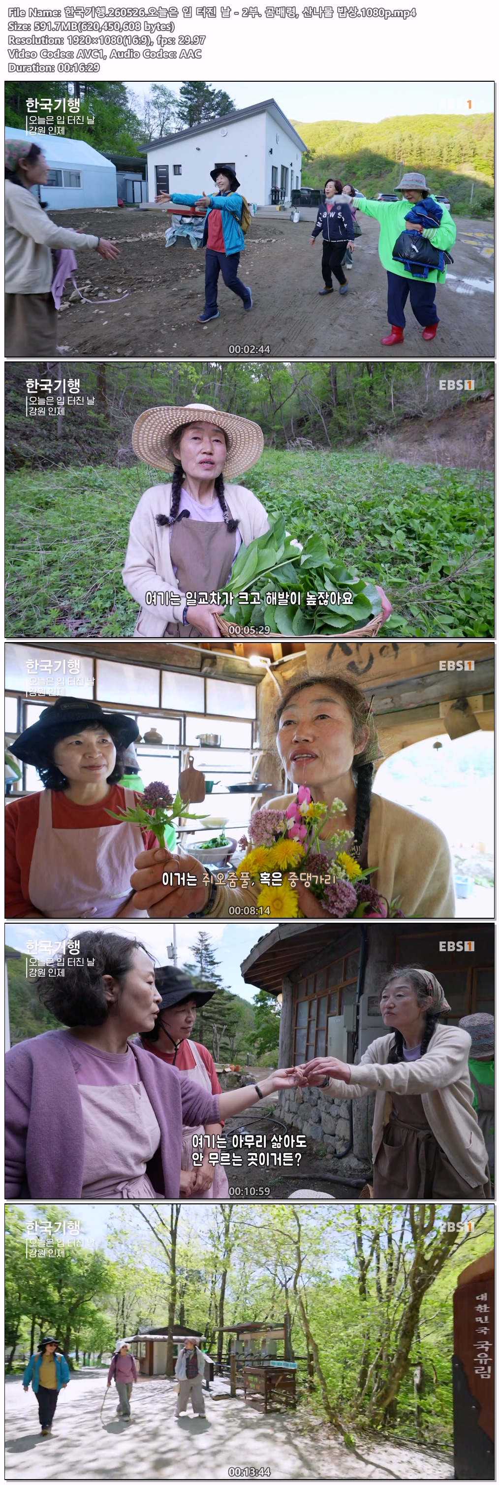 한국기행.260526.오늘은 입 터진 날 - 2부. 곰배령, 산나물 밥상.1080p