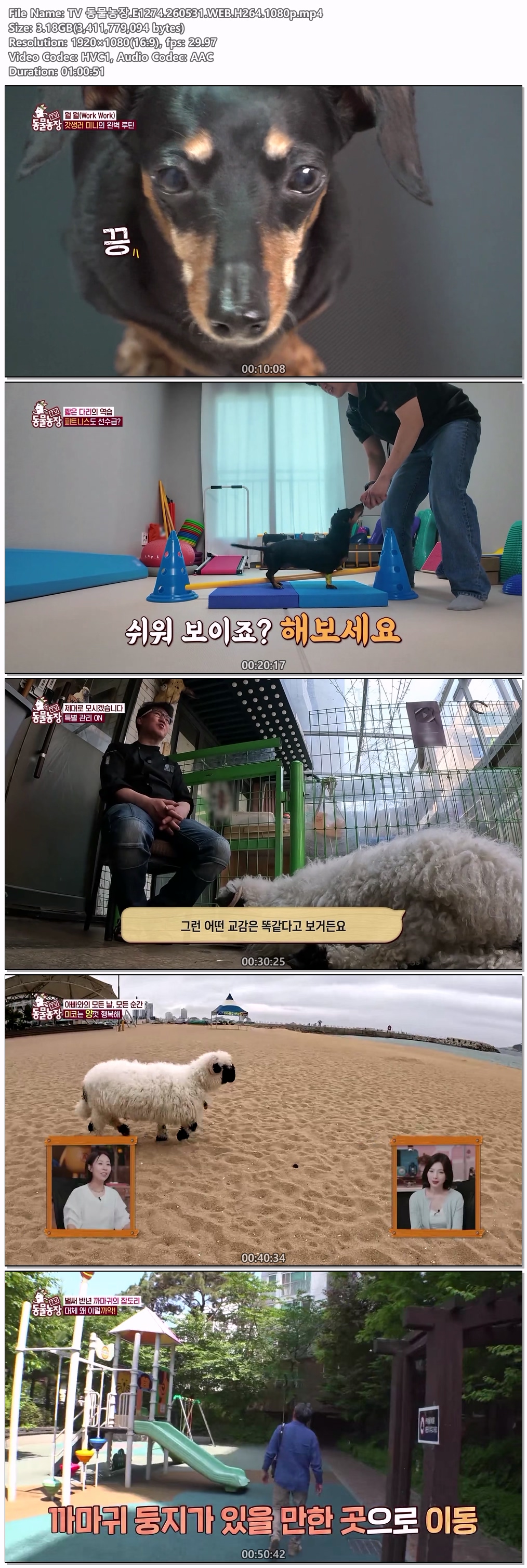 TV 동물농장.E1274.260531.WEB.H264.1080p