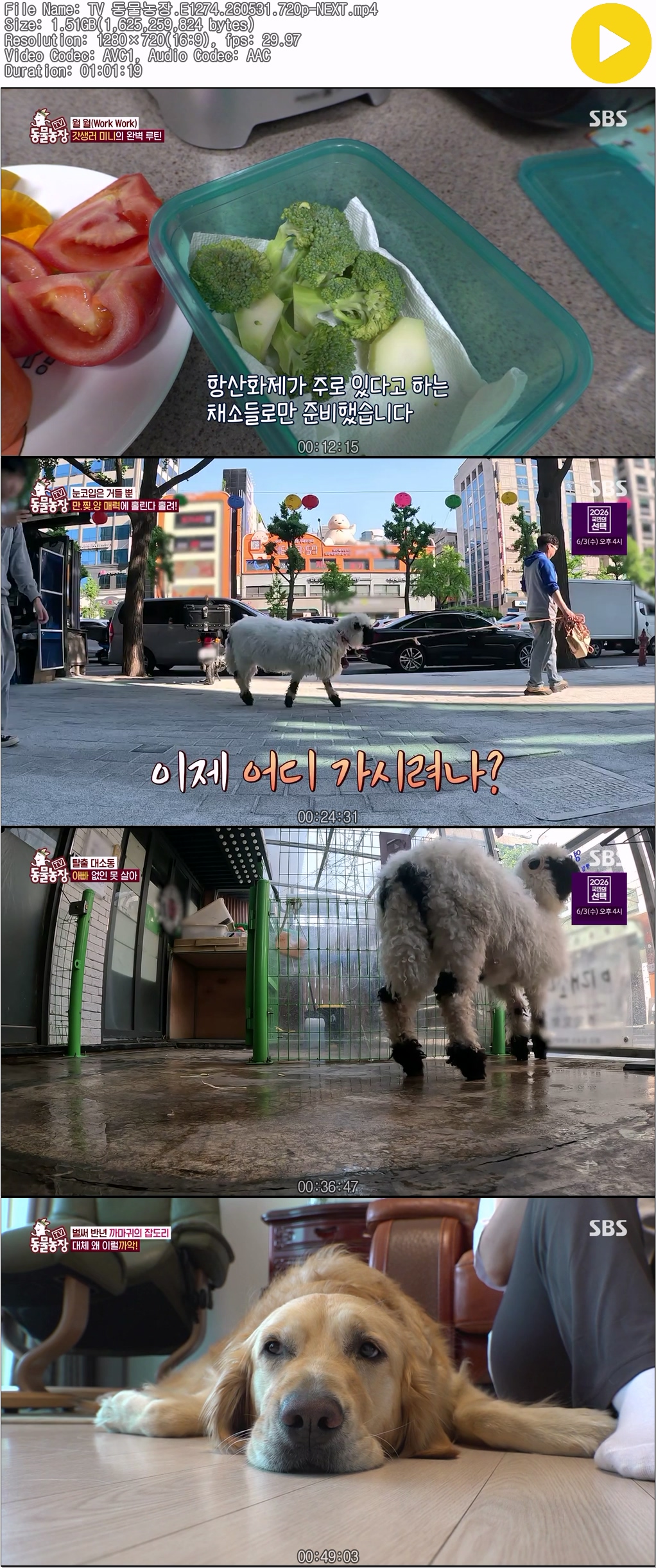 TV 동물농장.E1274.260531.720p-NEXT