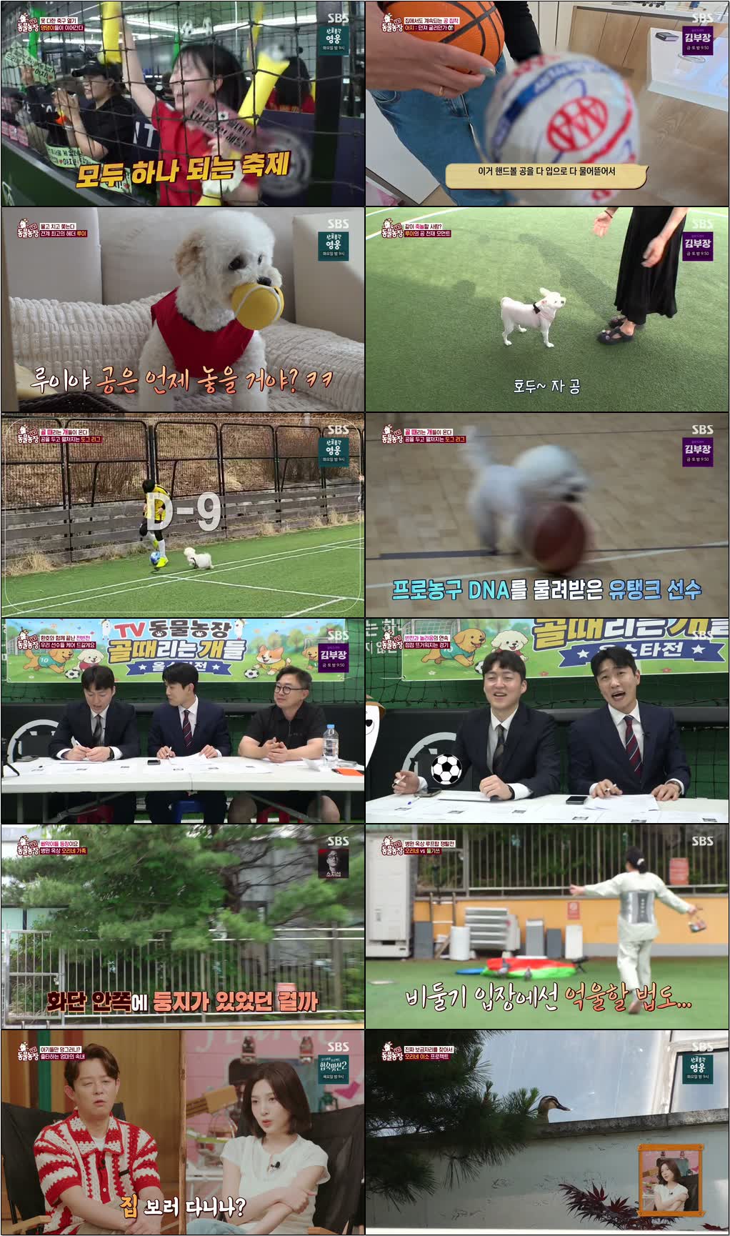 TV 동물농장.E1279.260705.720p-NEXT