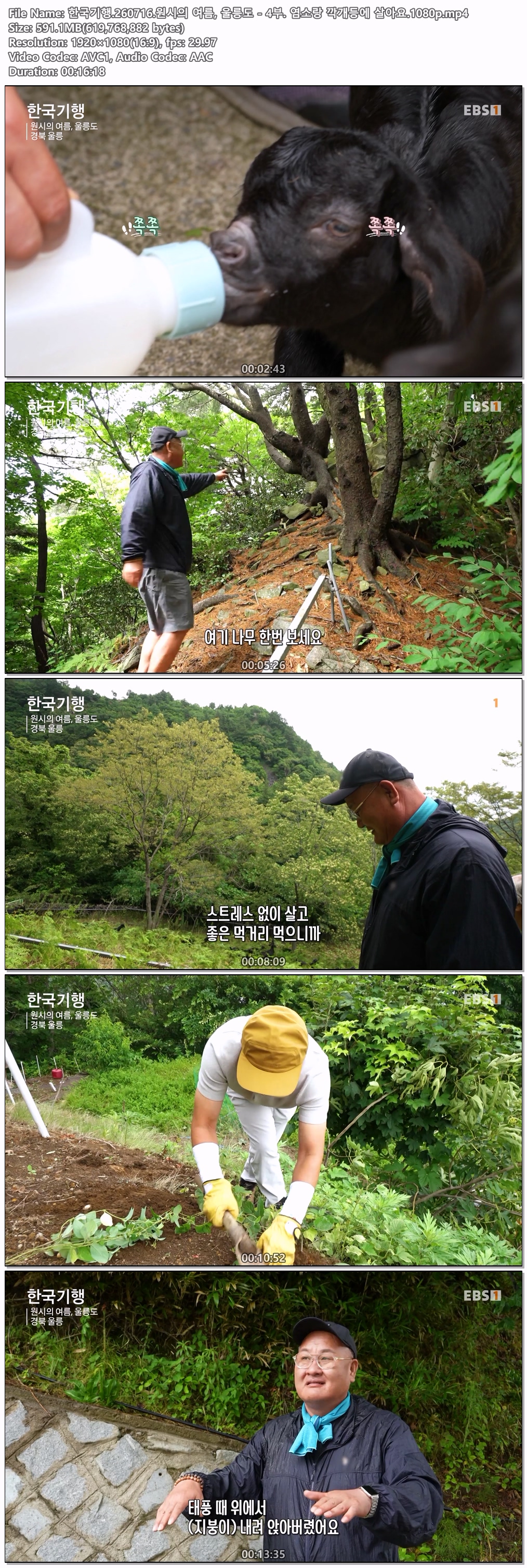 한국기행.260716.원시의 여름, 울릉도 - 4부. 염소랑 깍개등에 살아요.1080p