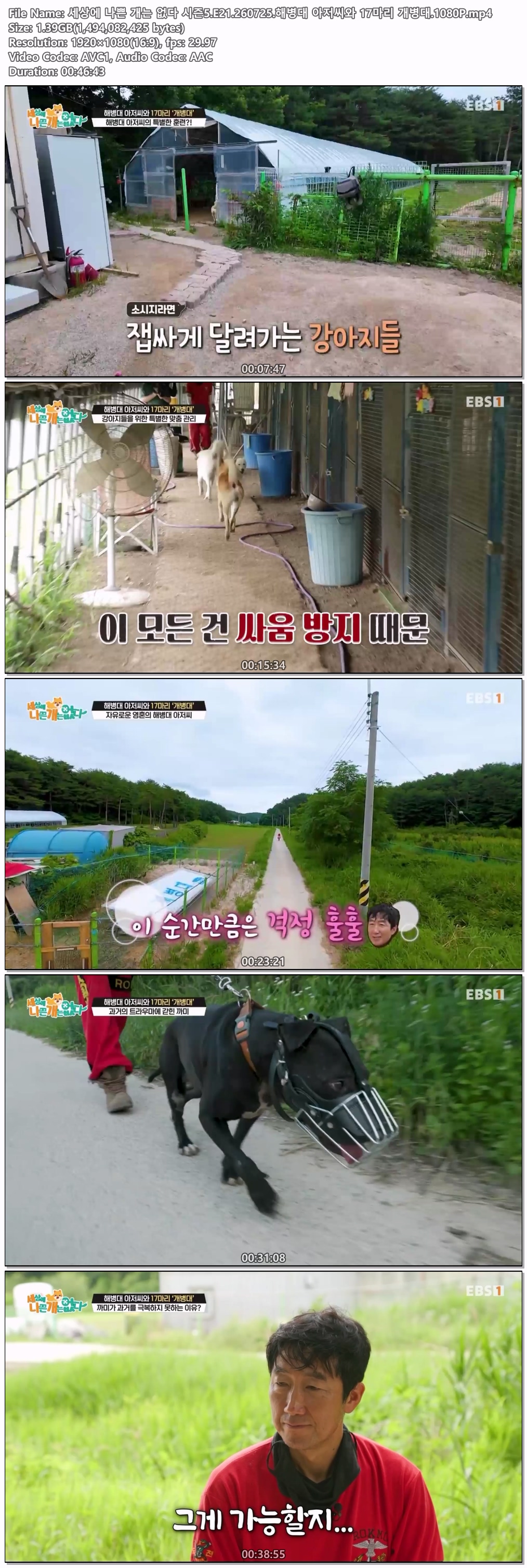 세상에 나쁜 개는 없다 시즌5.E21.260725.해병대 아저씨와 17마리 개병대.1080P