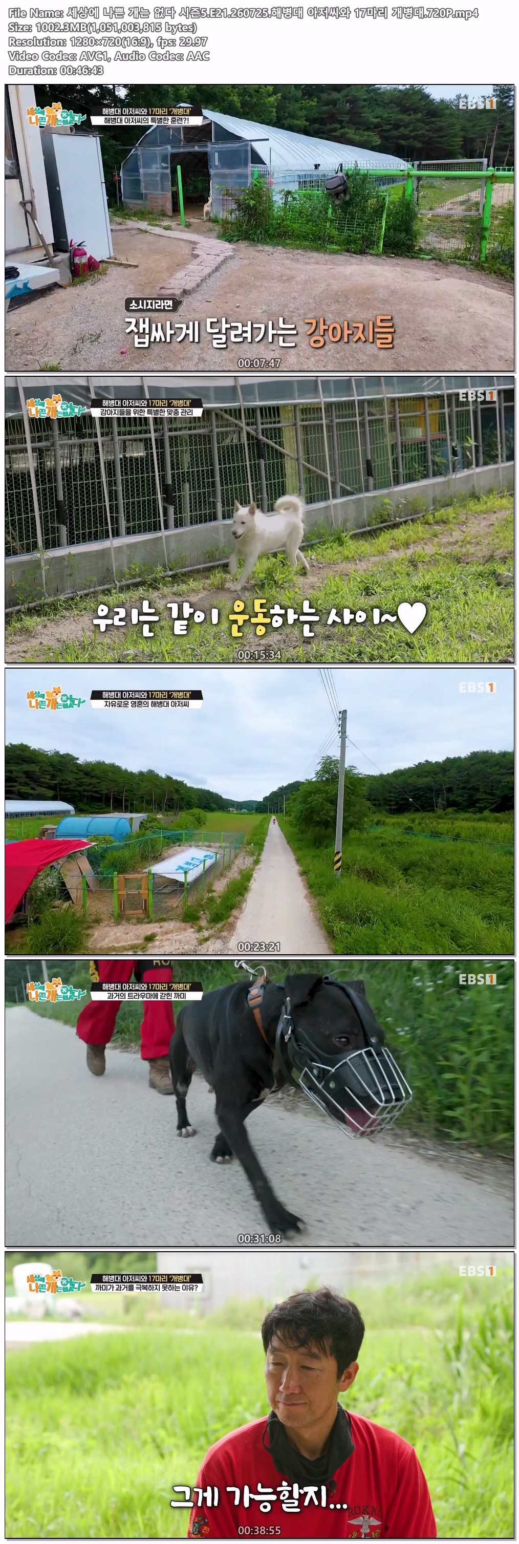 세상에 나쁜 개는 없다 시즌5.E21.260725.해병대 아저씨와 17마리 개병대.720P
