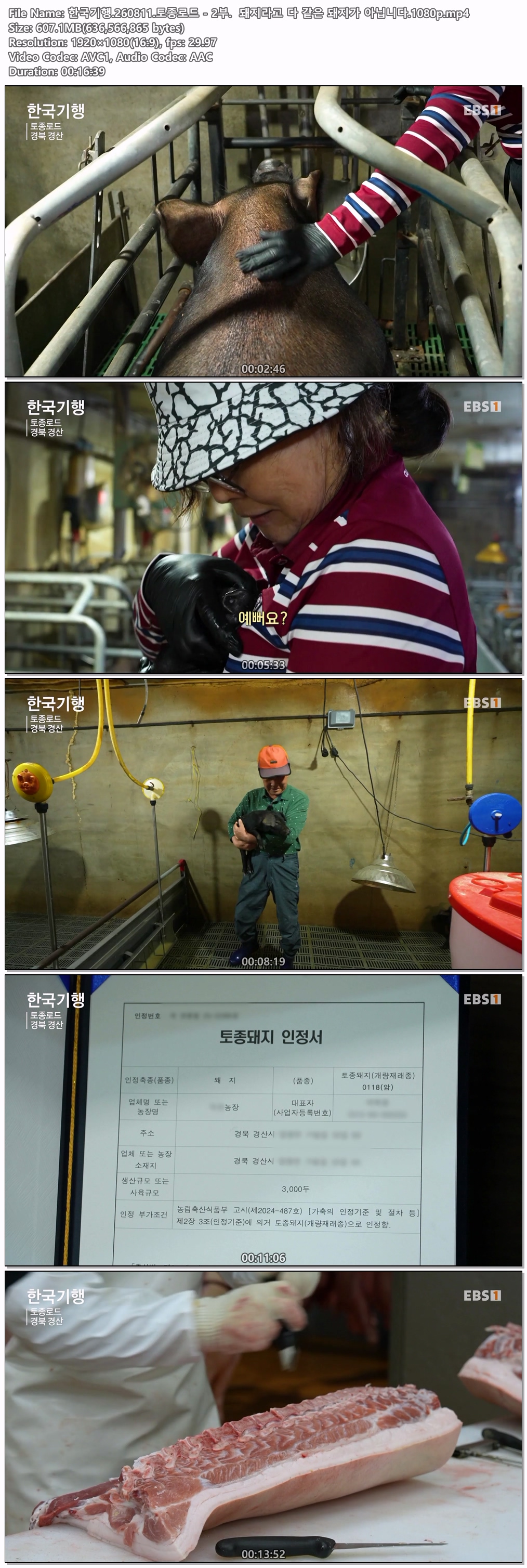 한국기행.260811.토종로드 - 2부.  돼지라고 다 같은 돼지가 아닙니다.1080p