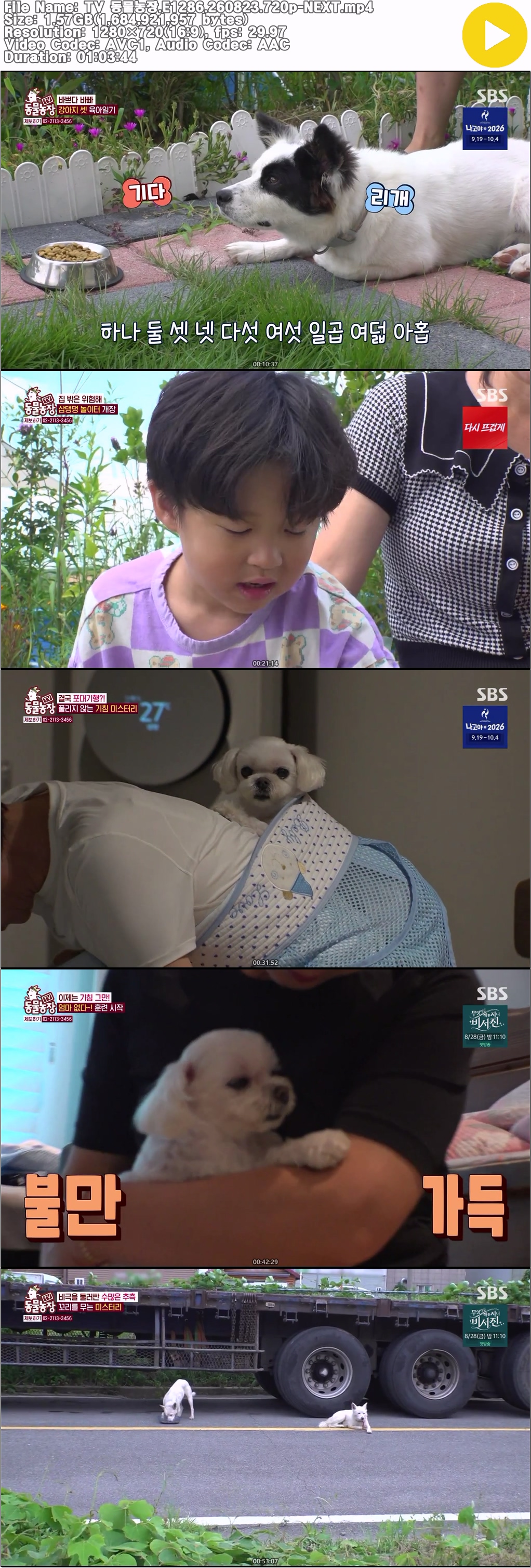 TV 동물농장.E1286.260823.720p-NEXT
