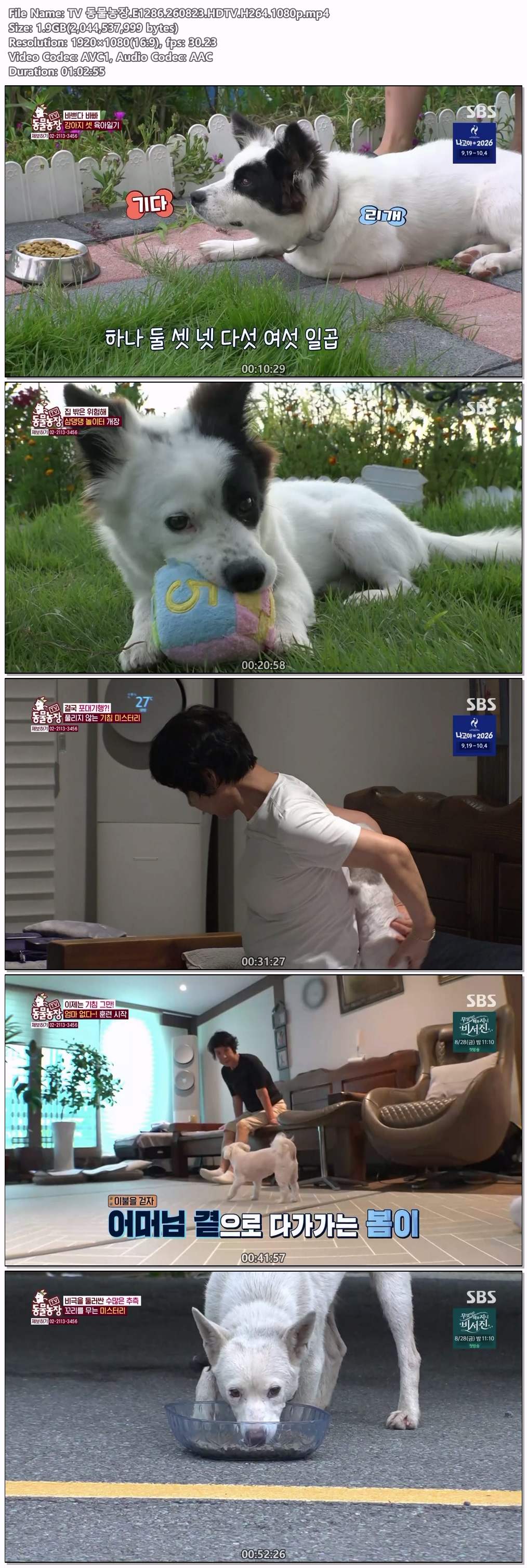 TV 동물농장.E1286.260823.HDTV.H264.1080p