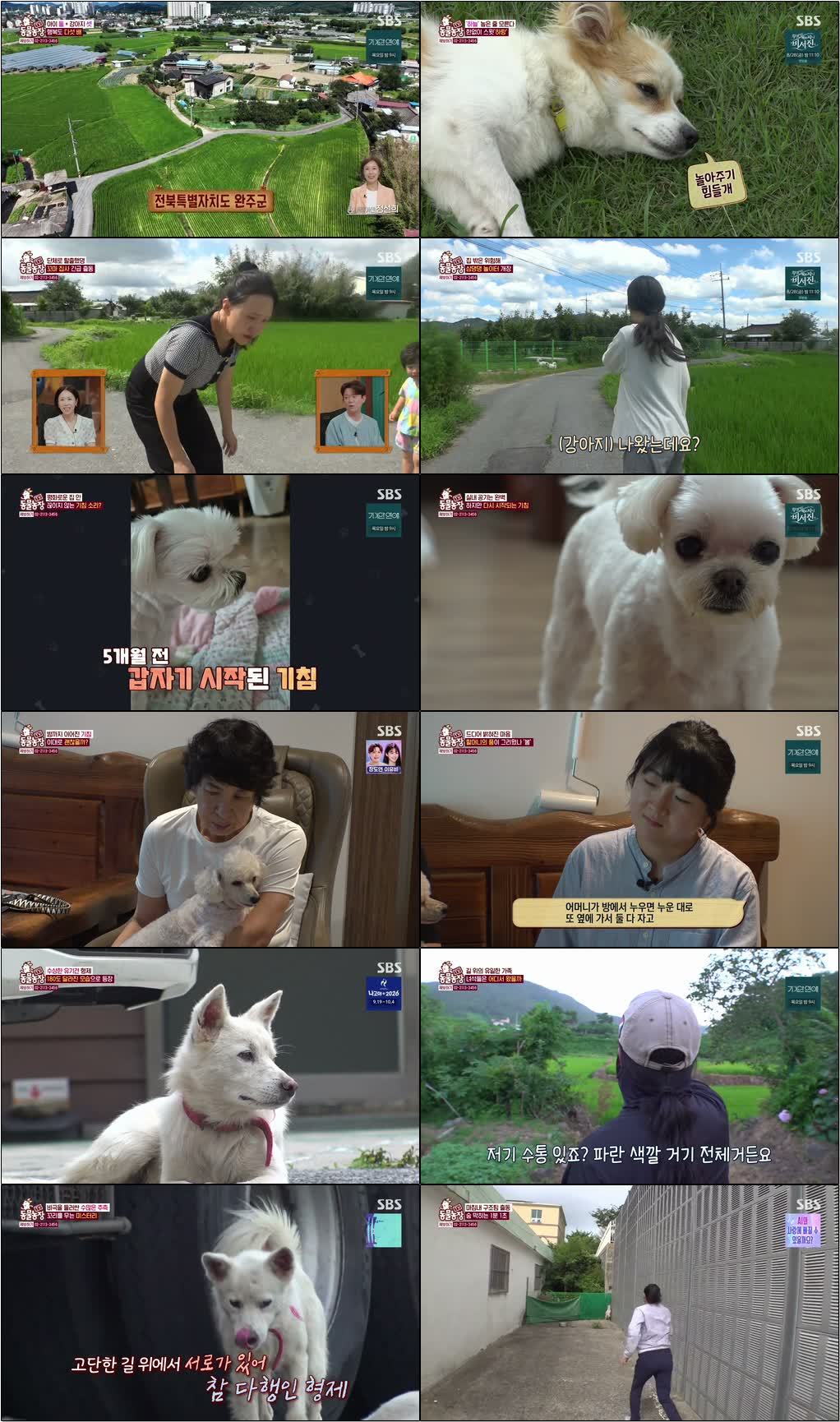 TV 동물농장.E1286.260823.720p-NEXT