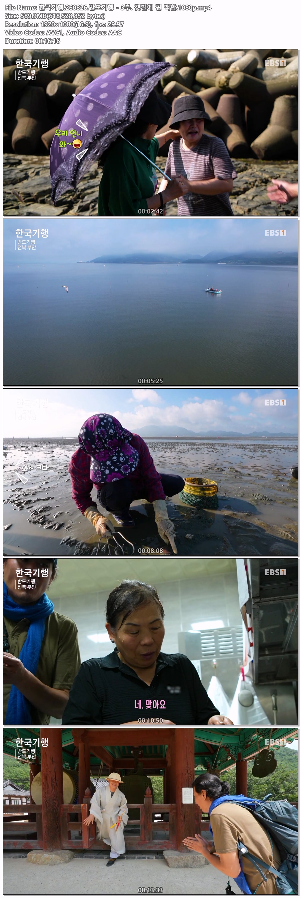 한국기행.260826.반도기행 - 3부. 갯벌에 핀 백합.1080p