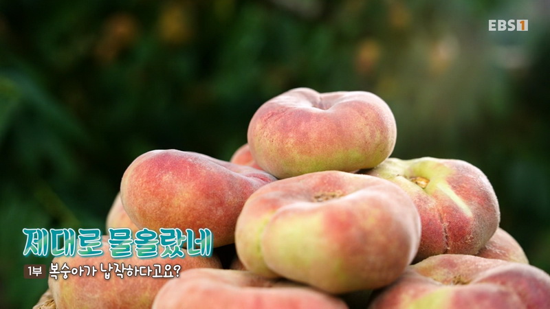 한국여행 20260921 제대로 물올랐네