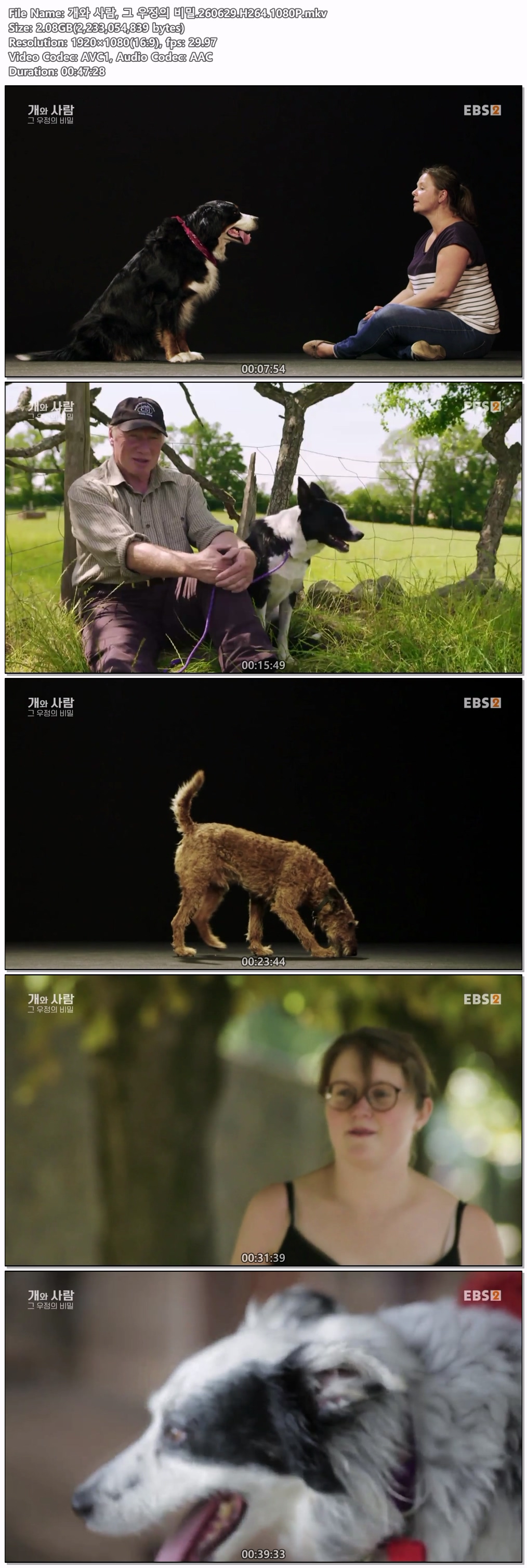 개와 사람, 그 우정의 비밀.260629.H264.1080P