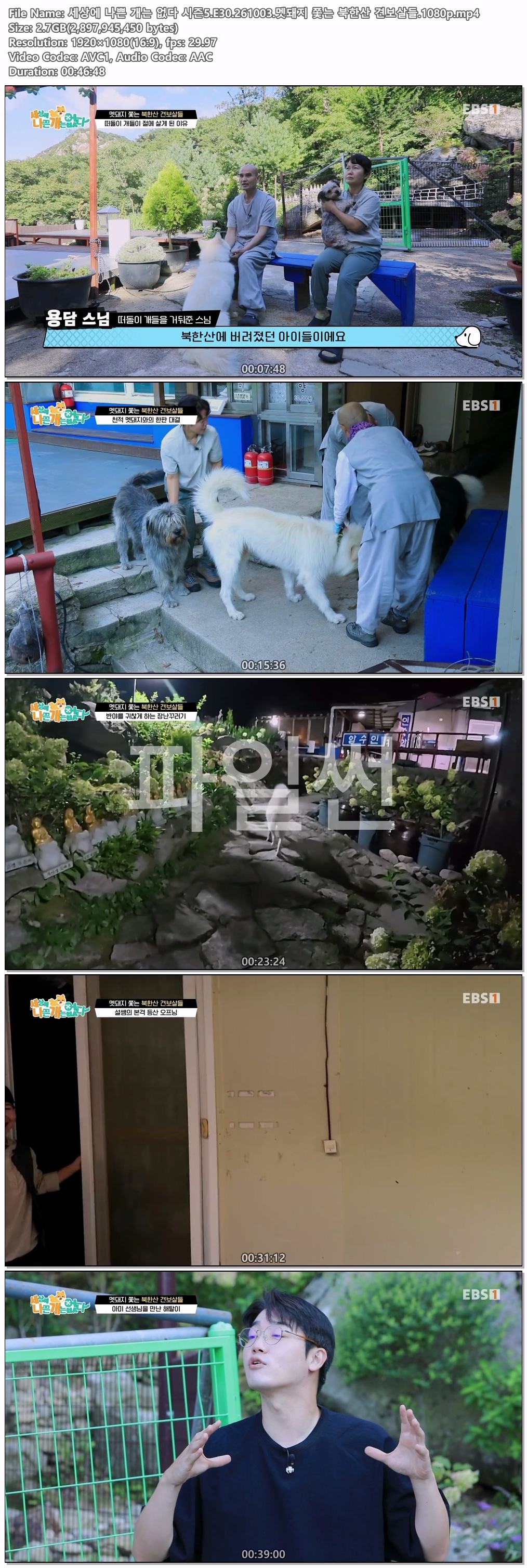 세상에 나쁜 개는 없다 시즌5.E30.261003.멧돼지 쫓는 북한산 견보살들.1080p