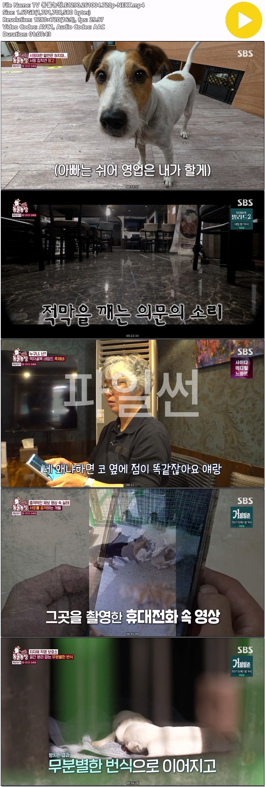 TV 동물농장.E1290.261004.720p-NEXT