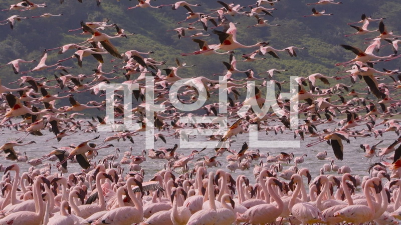 아프리카 야생의 심장 Africa Earths Wild Home 7부작 한글선택자막