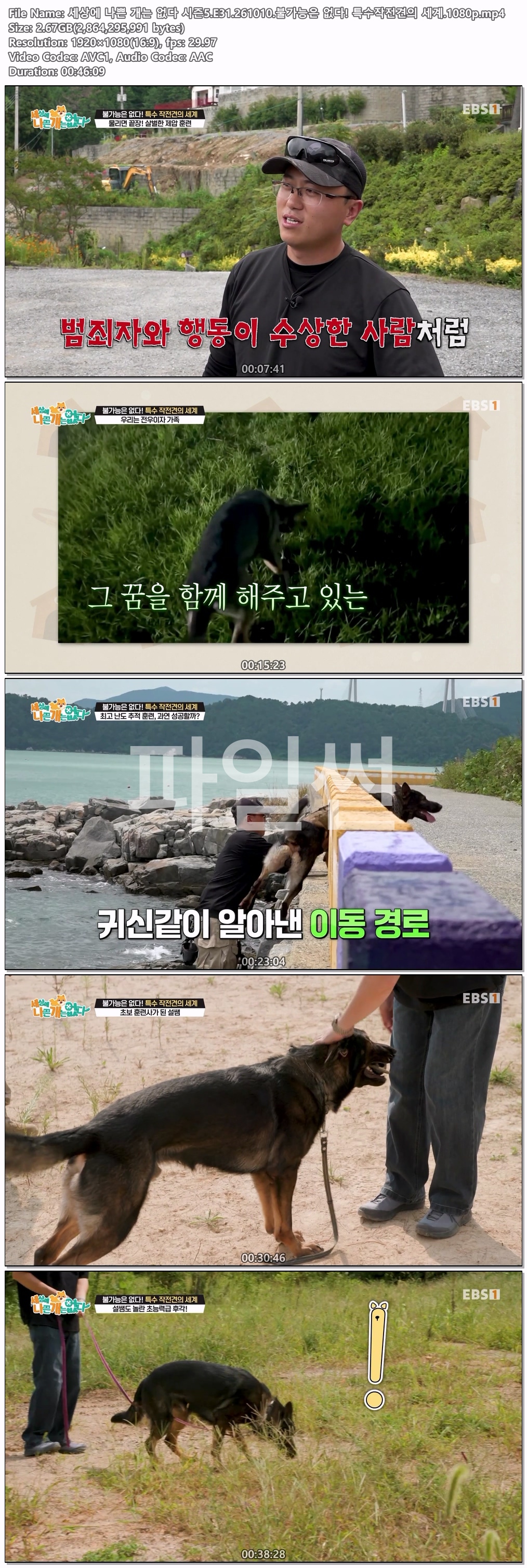 세상에 나쁜 개는 없다 시즌5.E31.261010.불가능은 없다! 특수작전견의 세계.1080p