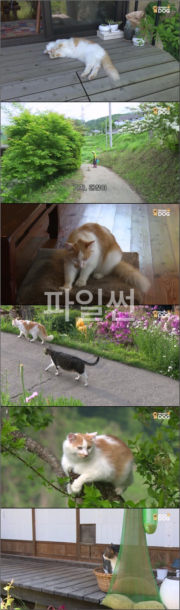 일본 각지의 풍경과 고양이들의 모습 [고양이 엿보기 22회]