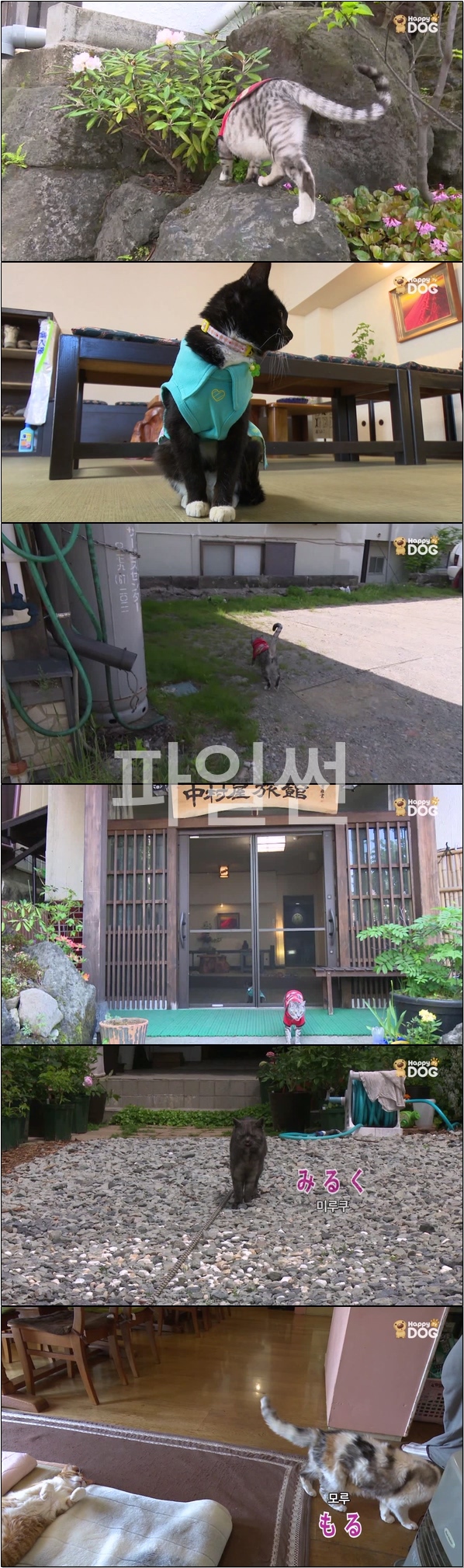 일본 각지의 풍경과 고양이들의 모습 [고양이 엿보기 21회]