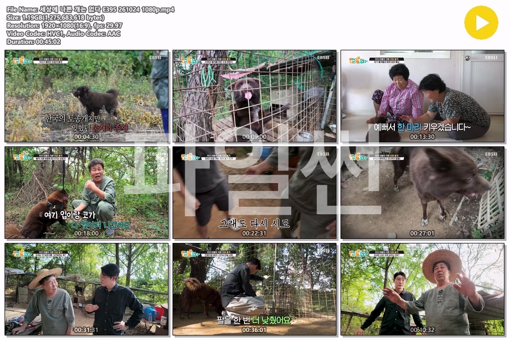 세상에 나쁜 개는 없다 E395 261024 1080p