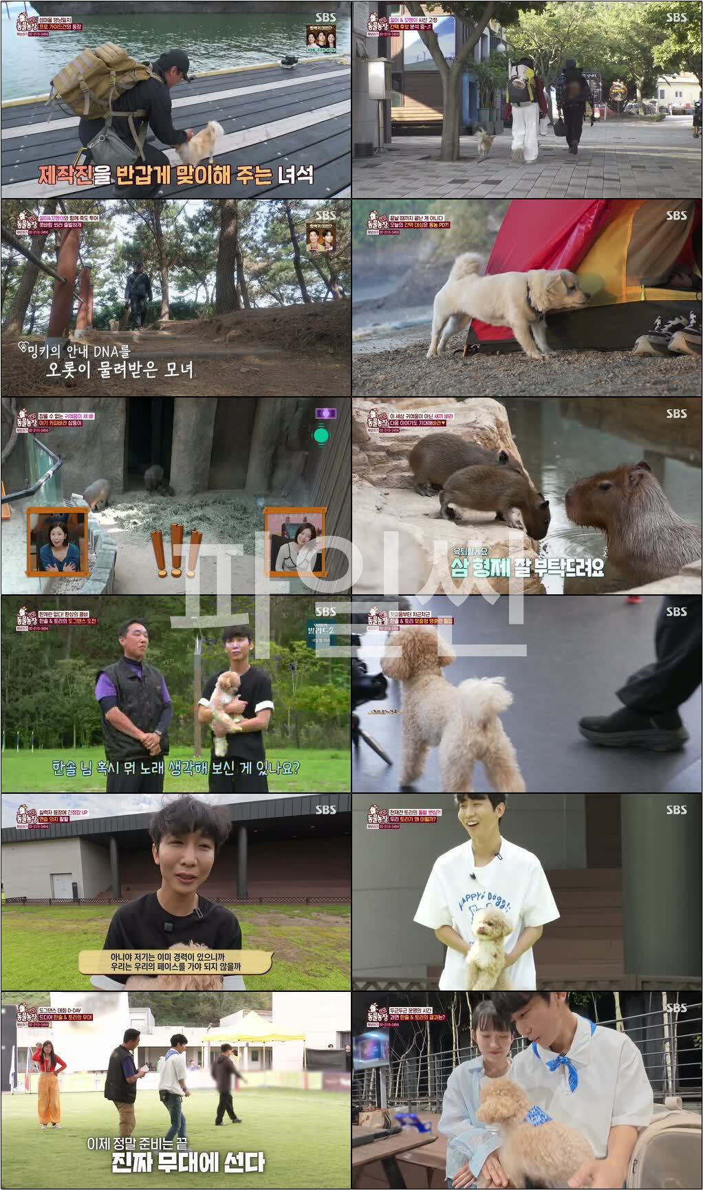 TV 동물농장.E1293.261025.720p-NEXT