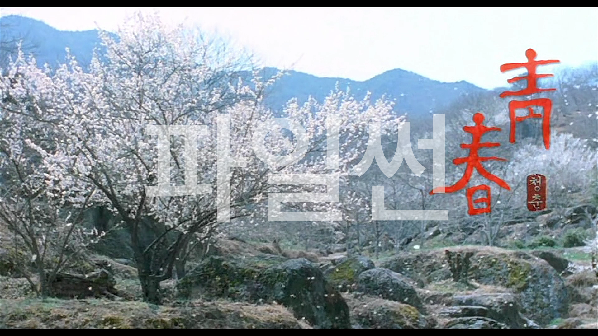 청춘(2000) - 김래원, 배두나, 진희경, 김정현 출연