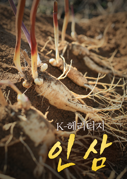 특별기획 K-헤리티지 인삼